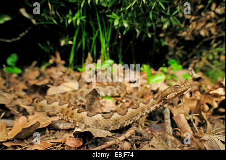 Nase-gehörnte Viper, gehörnte Viper, Langnasen-Viper (Vipera Ammodytes, Vipera Ammodytes Meridionalis), Weiblich, kriecht über Laub perfekt getarnt, Griechenland, Mazedonien, Kato Olympos Stockfoto