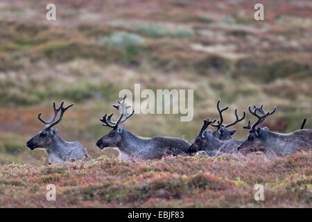 Europäische Rentier, europäische Karibu (Rangifer Tarandus Tarandus), fünf Rentiere liegen zusammen in der Tundra, Schweden, Vaesterbotten Stockfoto