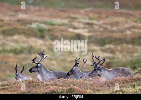 Europäische Rentier, europäische Karibu (Rangifer Tarandus Tarandus), fünf Rentiere liegen zusammen in der Tundra, Schweden, Vaesterbotten Stockfoto