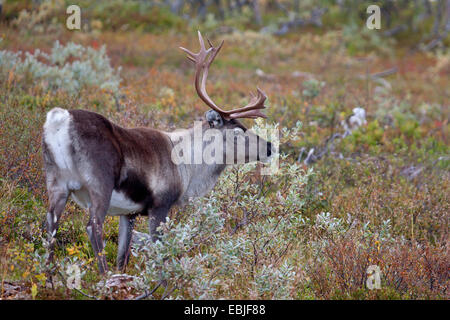 Europäische Rentier, europäische Karibu (Rangifer Tarandus Tarandus), Stier stehend in Sträuchern, Schweden, Vaesterbotten Stockfoto