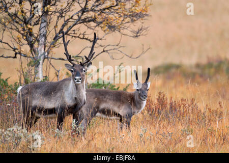 Europäische Rentiere, europäische Karibu (Rangifer Tarandus Tarandus), Hind und Kalb stehend auf dem Rasen, Schweden, Vaesterbotten Stockfoto