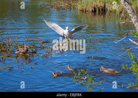 Silbermöwe (Larus Argentatus), angreifenden Stockenten mit Küken, Norwegen Troms Stockfoto