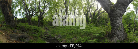 Lacewood, orientalische Flugzeug (Platanus Orientalis), Flugzeug Wald am Fuße des Olymp, Griechenland, Mazedonien, Olymp Stockfoto