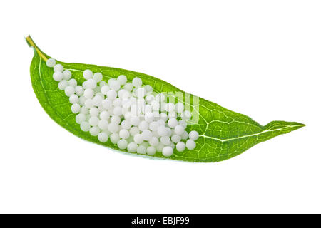 östlichen Sonnenhut (Echinacea Purpurea), homöopathische Globuli auf einem Blatt Stockfoto