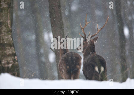 Dybowski Sika (Cervus Nippon Dybowskii, Cervus Nippon Hortulorum), Hart Und Hind im Winterwald, Deutschland, Schleswig-Holstein Stockfoto