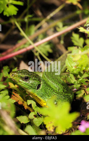 Balkan grüne Eidechse, Balkan Smaragd Eidechse (Lacerta Trilineata, Lacerta Trilineata großen), Weibchen sitzen unter den Grünpflanzen, Griechenland, Epirus, Parga Stockfoto