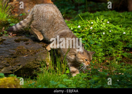 Europäische Wildkatze, Wald Wildkatze (Felis Silvestris Silvestris), schleichen, Österreich, Vorarlberg Stockfoto