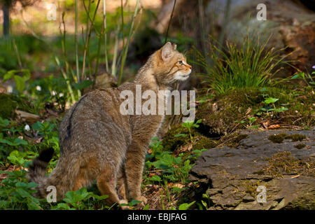 Europäische Wildkatze, Wald Wildkatze (Felis Silvestris Silvestris), schleichen, Österreich, Vorarlberg Stockfoto