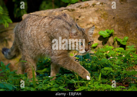 Europäische Wildkatze, Wald Wildkatze (Felis Silvestris Silvestris), schleichen, Österreich, Vorarlberg Stockfoto