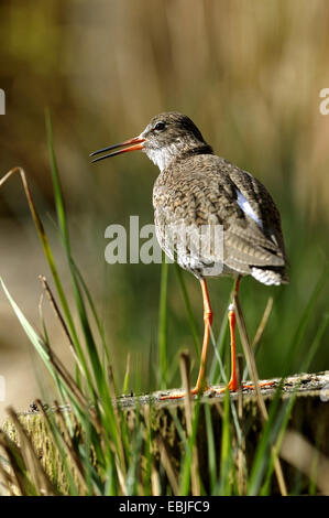 gemeinsamen Rotschenkel (Tringa Totanus), stehend auf einem hölzernen Pfosten, Deutschland Stockfoto