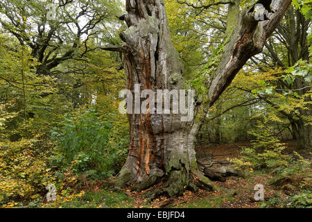 knorrige toter Baum im Urwald Sababurg im Reinhardswald, Deutschland, Hessen Stockfoto