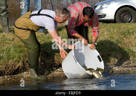 Forelle, Bachforelle, Bach Forelle (Salmo Trutta Fario), die Freigabe der Fische in einem Fluss, Deutschland, Bayern Stockfoto