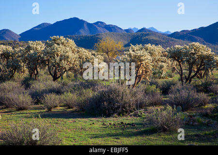 Teddybär Cholla, Jumping Cholla, Silber Cholla (Opuntia Bigelovii, Cylindropuntia Bigelovii), große Individuen in Sonora Wüste, USA, Arizona Stockfoto