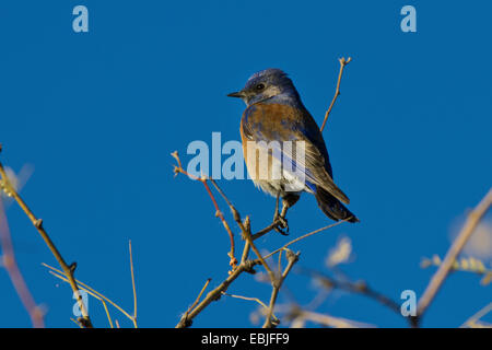 westlichen Bluebird (Sialia Mexicana), weibliche sitzt auf einem Zweig, USA, Arizona Stockfoto