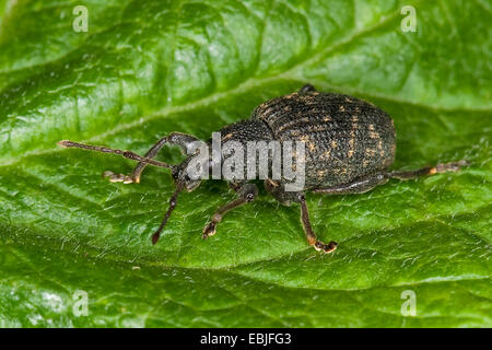 Cine Rüsselkäfer, schwarzer Dickmaulrüssler, Europäische Dickmaulrüssler (Otiorhynchus Sulcatus, Brachyrhinus Sulcatus), sitzt auf einem Blatt, Deutschland Stockfoto