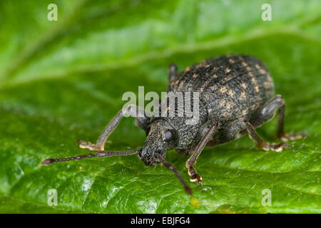 Cine Rüsselkäfer, schwarzer Dickmaulrüssler, Europäische Dickmaulrüssler (Otiorhynchus Sulcatus, Brachyrhinus Sulcatus), sitzt auf einem Blatt, Deutschland Stockfoto