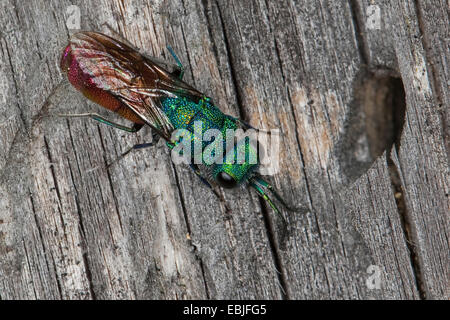 Wespe Kuckuck, Kuckuck Wespen (Chrysura Bogenmaß, Chrysis Bogenmaß), sitzen auf Holz, Österreich, Carinthia Stockfoto