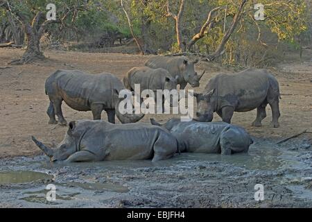 Breitmaulnashorn, Quadrat-lippige Rhinoceros grass Rhinoceros (Ceratotherium Simum), ruht am Wasserloch, South Africa, Kwazulu-Natal, Mkuze Game Reserve Stockfoto