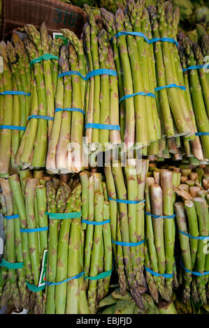 Garten Sie-Spargel, Spatz Gras, Wildspargel (Spargel Officinalis), viele Bündel von grünen Asparguson Markt, USA, California Stockfoto