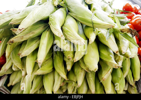 Mais, Mais (Zea Mays), Haufen von frisch geernteten Maiskolben, USA, California Stockfoto