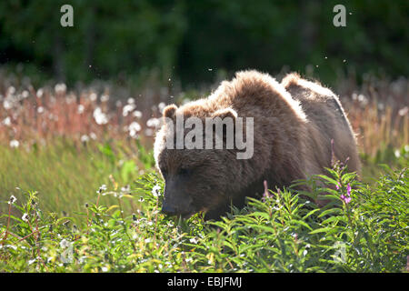 Brauner Bär, grizzly Bär, Grizzly (Ursus Arctos Horribilis), stehen in einer Wiese, Kanada, Kluane National Park Stockfoto