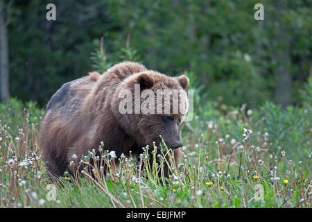 Brauner Bär, grizzly Bär, Grizzly (Ursus Arctos Horribilis), stehen in einer Wiese, Kanada, Kluane National Park Stockfoto