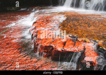 Jasper Flussbett, Quebrada de Jaspe, Venezuela, Canaima National Park Stockfoto