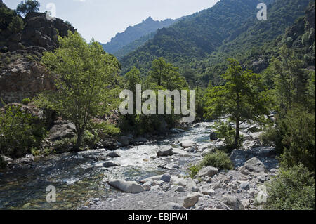 ASCO-Fluss, Frankreich, Corsica Stockfoto