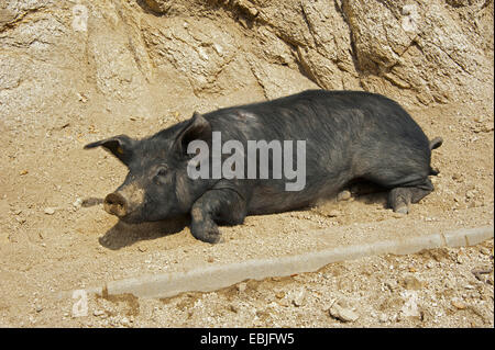 Hausschwein (Sus Scrofa F. Domestica), korsischen Schweine suhlen im Schmutz, Frankreich, Corsica Stockfoto