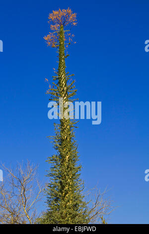 Cirio, Boojum, Cototaj, Boojum Baum (Fouquieria Columnaris), Gewohnheit, USA, Arizona Stockfoto