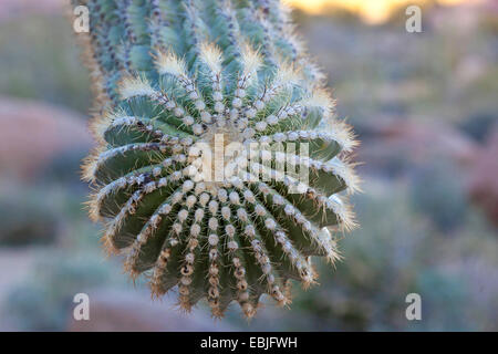Saguaro-Kaktus (Carnegiea Gigantea, Cereus Giganteus), verzweigen Formular oben, USA, Arizona