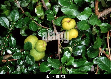 Japanische Quitte (Chaenomeles Japonica, Choenomeles Japonica), blühen Stockfoto