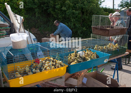 Hausente (Anas Platyrhynchos F. Domestica), Ente Küken bieten wir auf einem Geflügelmarkt kaufen Stockfoto