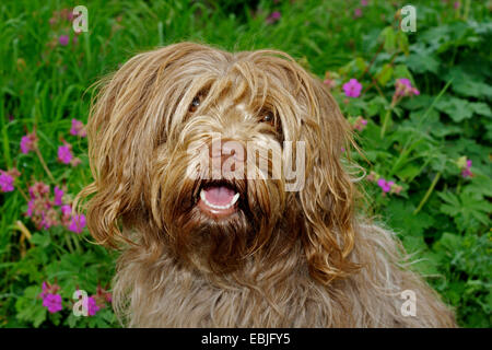 Holländische Schäferhund, Schapendoes, Nederlandse Schapendoes (Canis Lupus F. Familiaris), sitzen im Garten Stockfoto