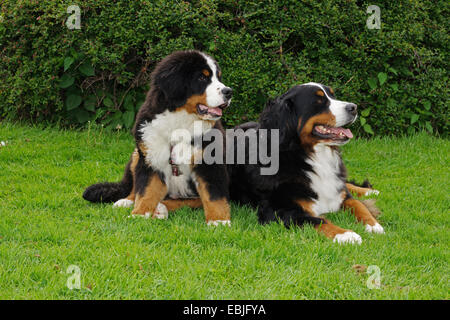 Berner Sennenhund (Canis Lupus F. Familiaris) und Welpen in der Wiese liegen Stockfoto