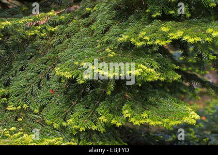 Nordmanntanne, Kaukasische Tanne Weihnachtsbaum (Abies Nordmanniana), Zweige mit jungen Trieben Stockfoto