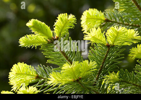 Nordmanntanne, Kaukasische Tanne Weihnachtsbaum (Abies Nordmanniana), Zweige mit jungen Trieben Stockfoto