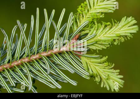 Nordmanntanne, Kaukasische Tanne Weihnachtsbaum (Abies Nordmanniana), Zweige mit jungen Triebe, Unterseite mit Blattläusen Stockfoto