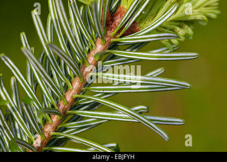 Nordmanntanne, Kaukasische Tanne Weihnachtsbaum (Abies Nordmanniana), senken Sie Seite einer Zweigniederlassung Stockfoto