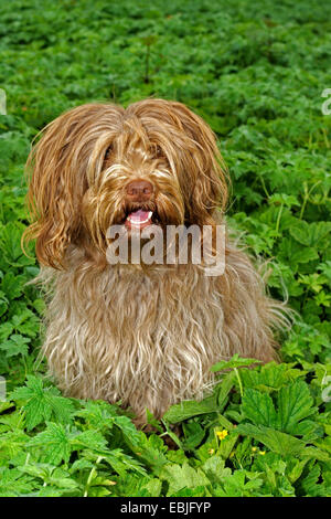 Holländische Schäferhund, Schapendoes, Nederlandse Schapendoes (Canis Lupus F. Familiaris), sitzen im Garten Stockfoto