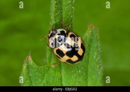 vierzehn-Spot Ladybird (Propylea Quatuordecimpunctata), sitzt auf einem Blatt, Deutschland Stockfoto