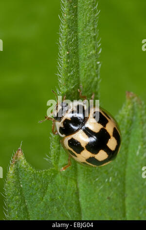 vierzehn-Spot Ladybird (Propylea Quatuordecimpunctata), sitzt auf einem Blatt, Deutschland Stockfoto