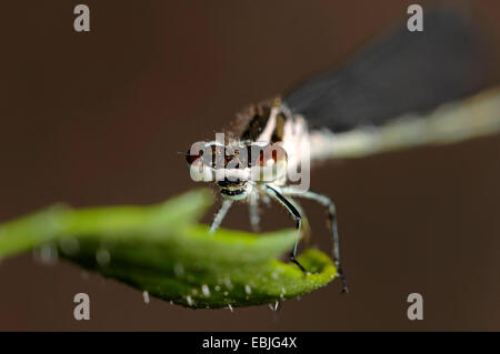 Libelle auf Blatt, Deutschland Stockfoto