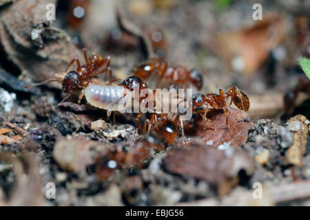 rote Myrmicine Ameise, rote Ameise (Myrmica Rubra), rote Ameise tragen eine Larve oder Puppe, Deutschland, Bayern Stockfoto