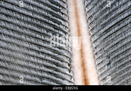 Feder mit Filigrane Struktur Stockfoto