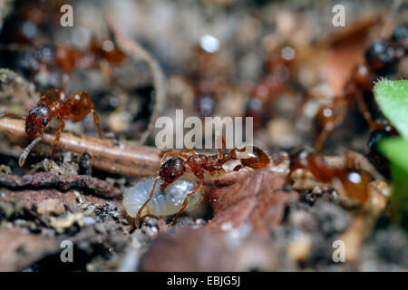 rote Myrmicine Ameise, rote Ameise (Myrmica Rubra), rote Ameise tragen eine Larve oder Puppe, Deutschland, Bayern Stockfoto