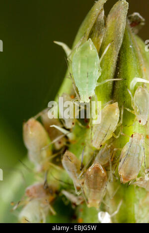 Erbse Blattlaus (Acyrthosiphon Pisum), Erbse Blattläuse auf eine Wicke, Deutschland, Bayern, Eckental Stockfoto