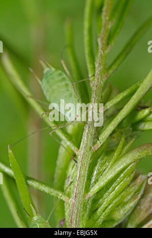 Erbse Blattlaus (Acyrthosiphon Pisum), Erbse Blattlaus auf eine Wicke, Deutschland, Bayern Stockfoto