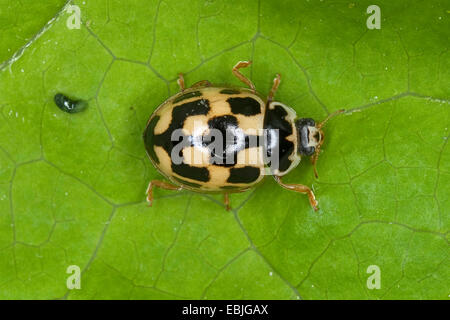 vierzehn-Spot Ladybird (Propylea Quatuordecimpunctata), sitzt auf einem Blatt, Deutschland Stockfoto