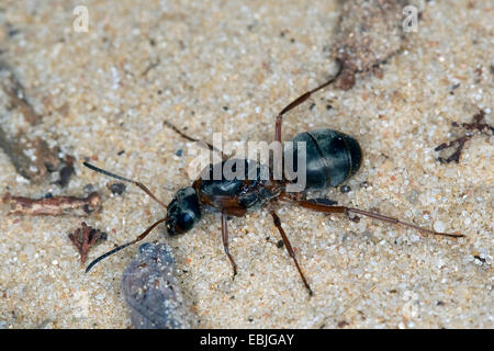 Waldameisen (Formica spec, (F. Rufa Oder F. Polyctena)), die Königin auf dem Boden, Deutschland Stockfoto